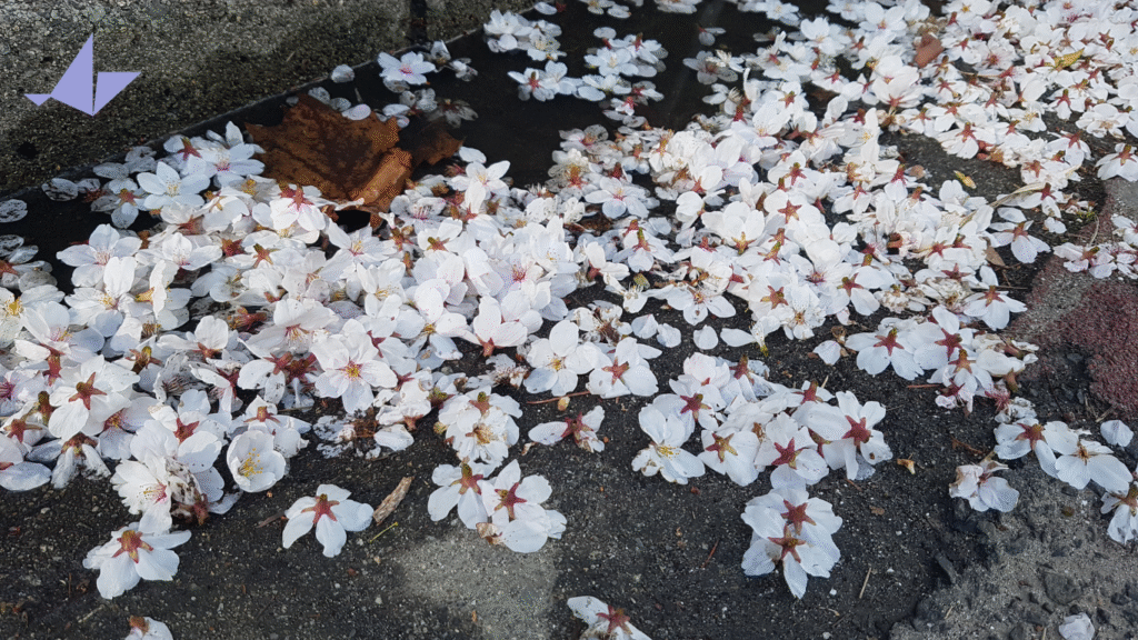 post di benvenuto post di benvenuto - immagini di fiori di sakura sull'asfalto bagnato